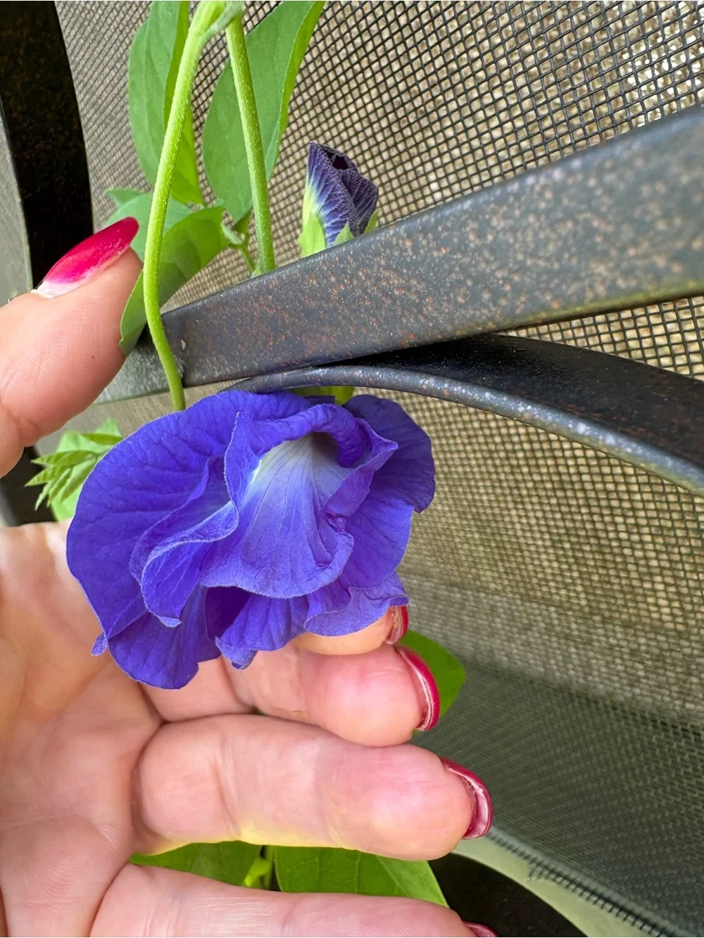 Purple Pea Tree Vine
